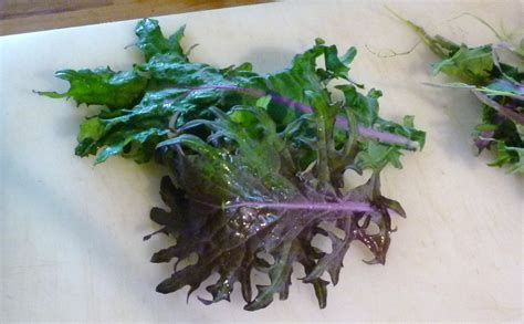 kalabit in english|kale translate to spanish means.